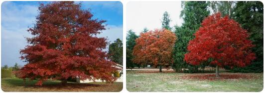 Red Oak, North Carolina